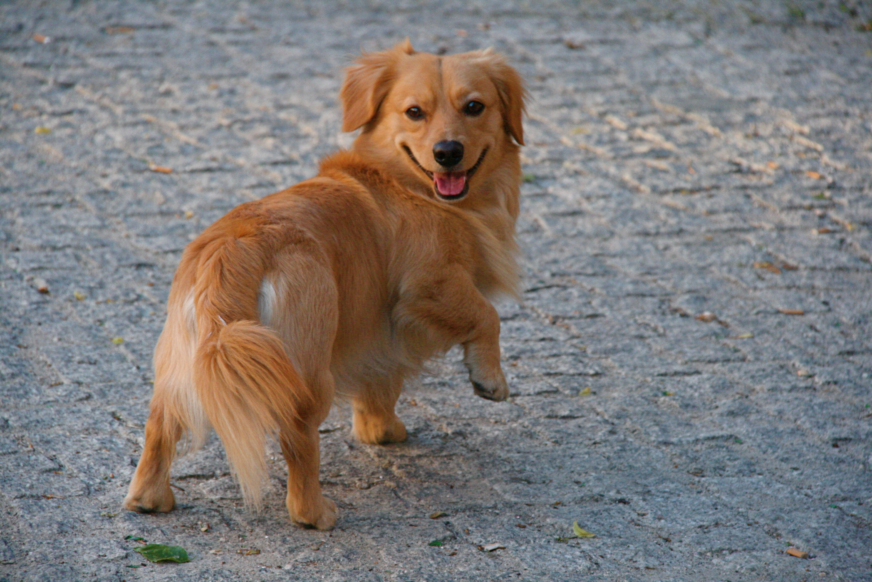 This dog likes Berlin