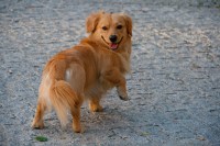 This dog likes Berlin